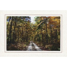 Forest Road Premium Note Card